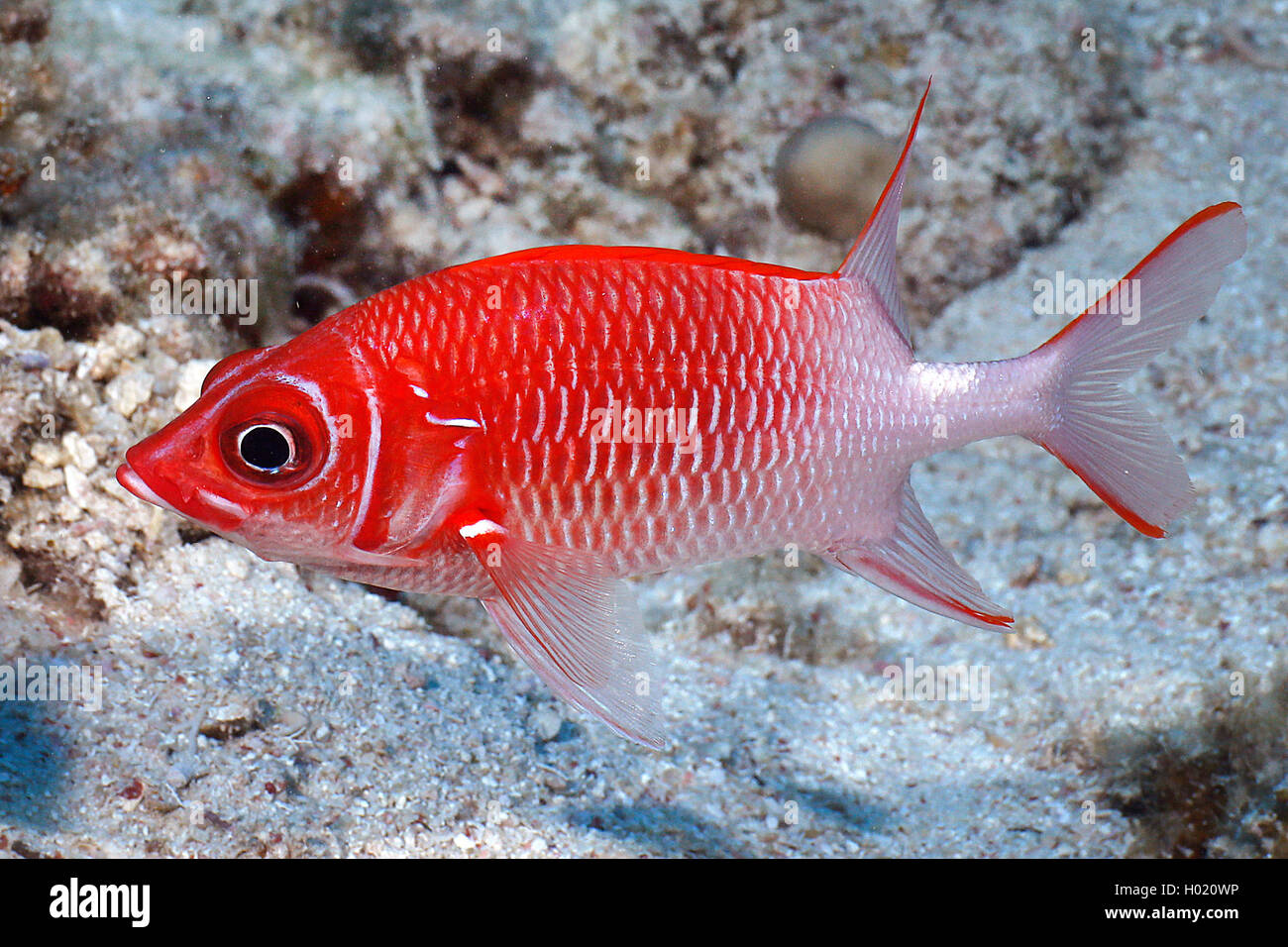 Silverspot squirrelfish (Sargocentron caudimaculatum), at coral reef, Egypt, Red Sea Stock Photo