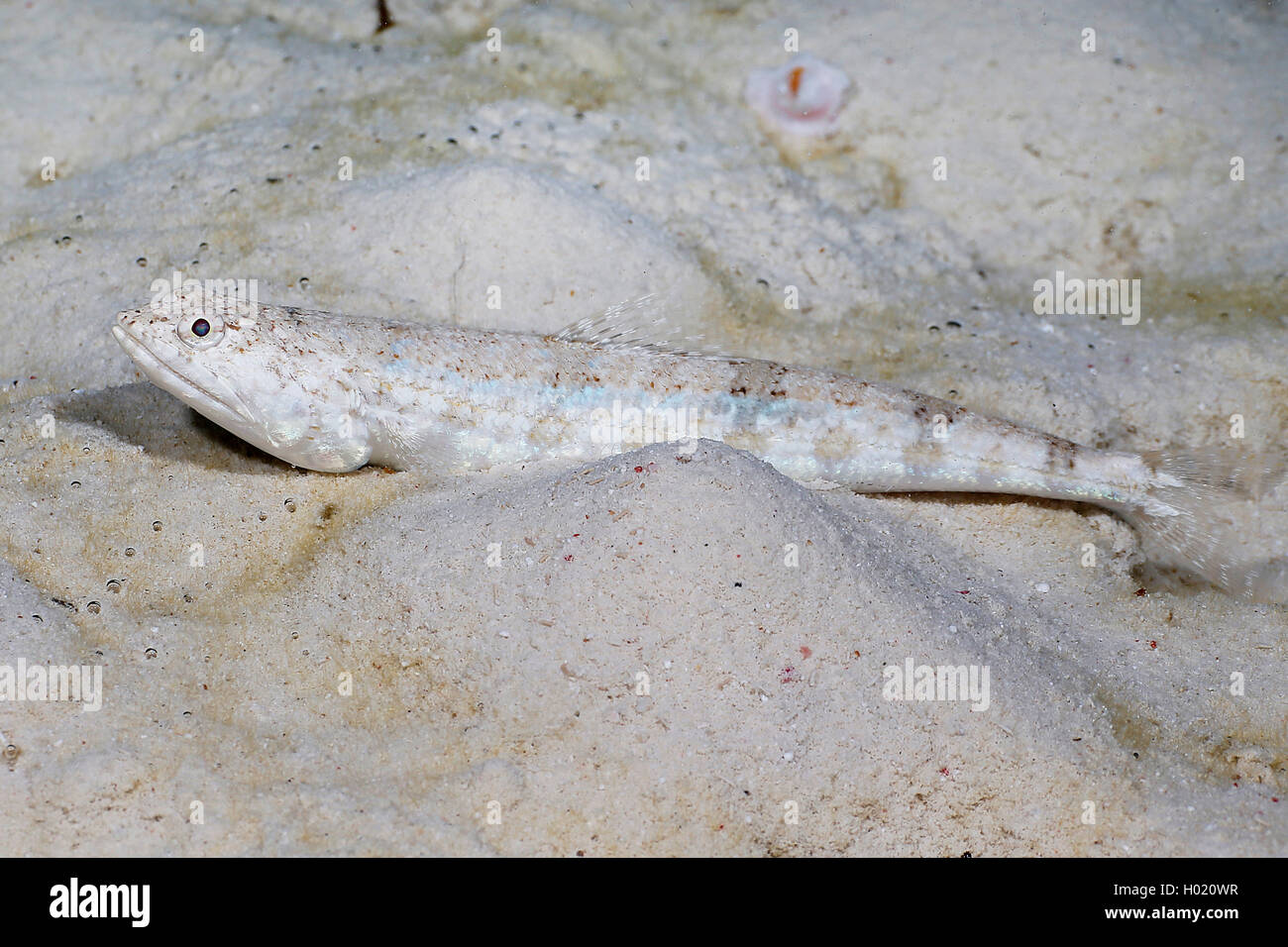 Graceful lizardfish (Saurida gracilis), on sea bottom, Egypt, Red Sea Stock Photo