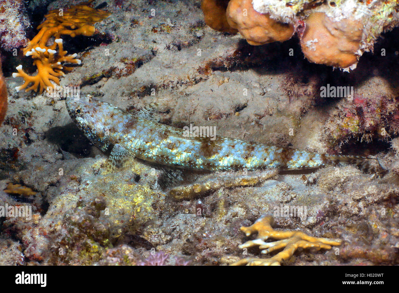 Graceful lizardfish (Saurida gracilis), on sea bottom, Egypt, Red Sea Stock Photo