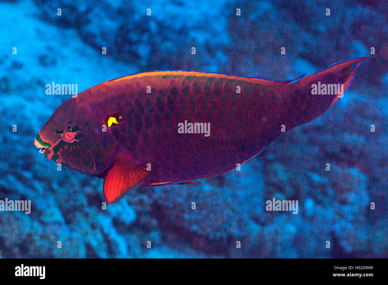 Black parrotfish (Scarus niger), at coral reef, Egypt, Red Sea Stock Photo
