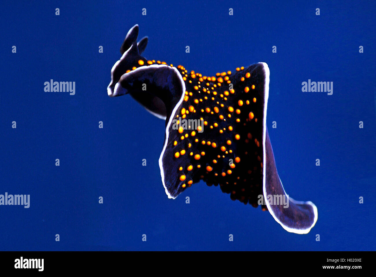 flatworm (Thysanozoon spec.), swimming, Egypt, Red Sea Stock Photo