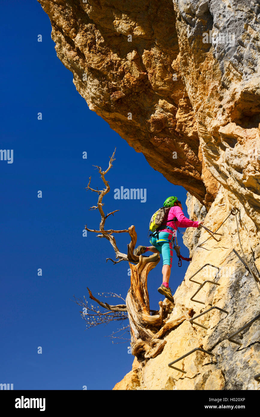 female climber at dead tree at cliff of via ferrata de la Grande Fistoire, France, Caire, Sisteron Stock Photo