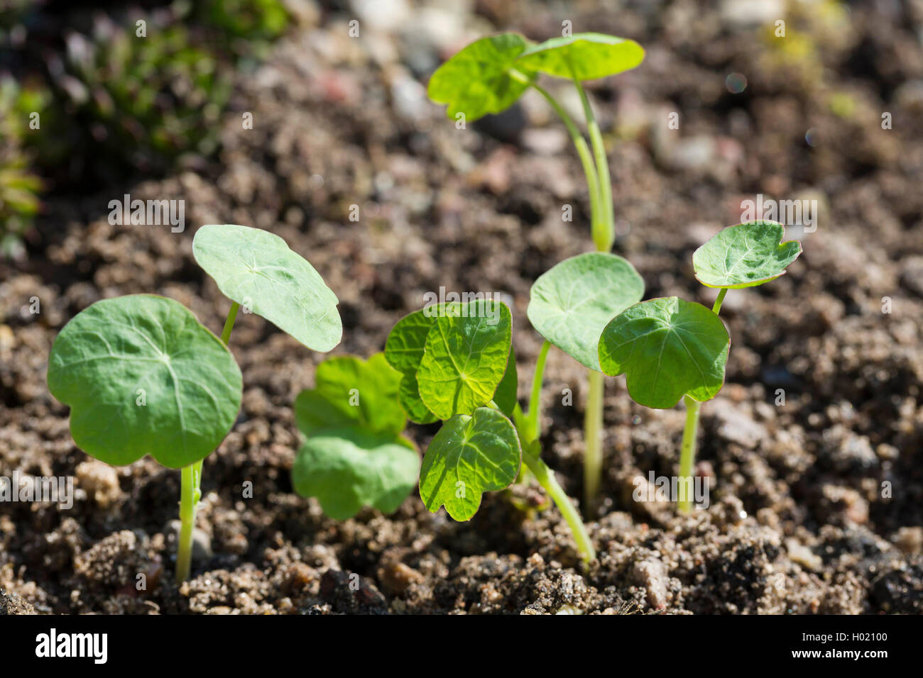 Indian cress, common nasturtium, garden nasturtium (Tropaeolum majus), seedlings Stock Photo