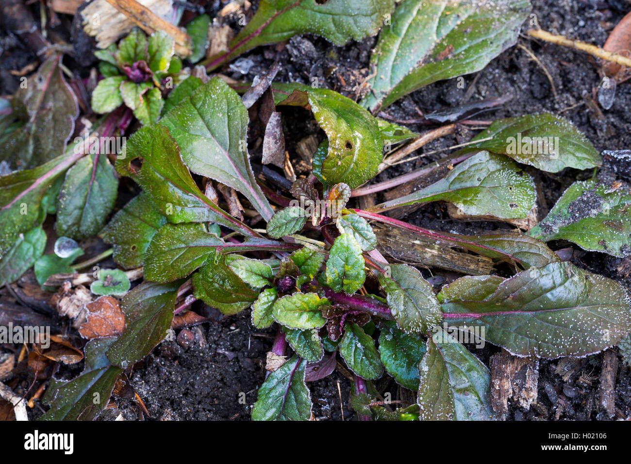 Common bugle, Creeping bugleweed (Ajuga reptans), young leaves, Germany Stock Photo