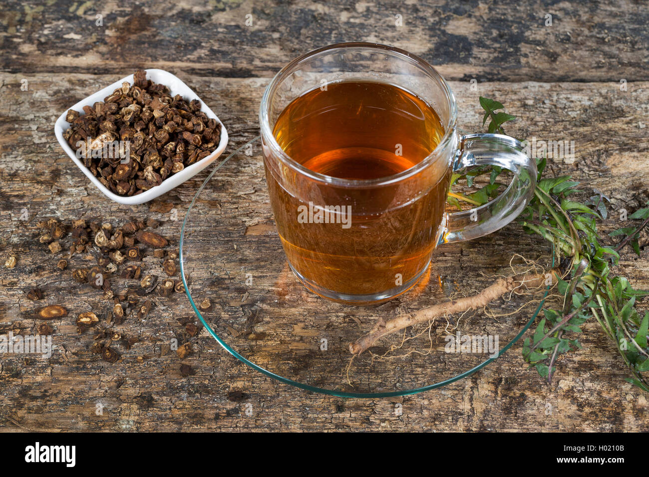 common dandelion (Taraxacum officinale), dandelion tea, root tea from roasted roots, Germany Stock Photo