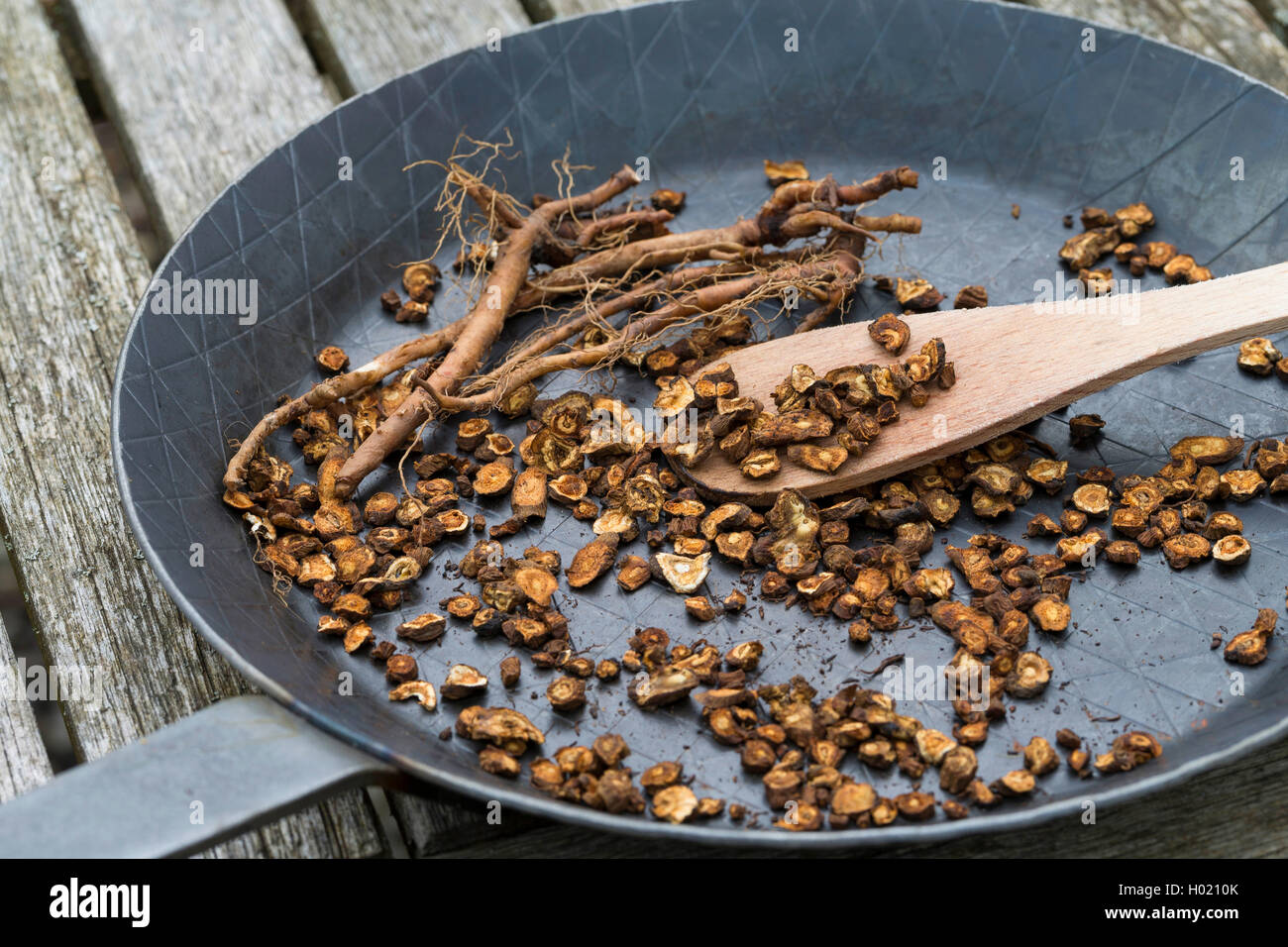 common dandelion (Taraxacum officinale), cut in slice roots are roasted, Germany Stock Photo