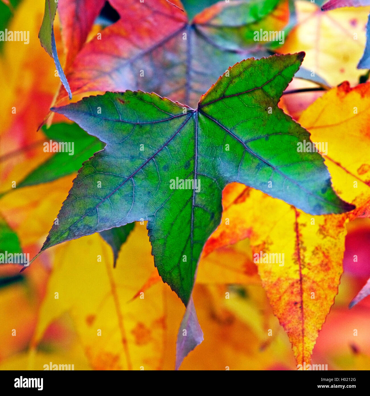 Satin Walnut, Sweet Gum, Red Gum (Liquidambar styraciflua), autumn