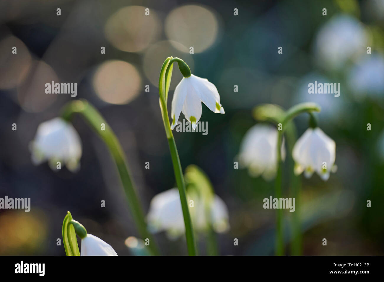 Maerzenbecher, Maerzbecher, Fruehlings-Knotenblume, Fruehlingsknotenblume, Schneerose, Maerzgloeckchen (Leucojum vernum), weisse Stock Photo