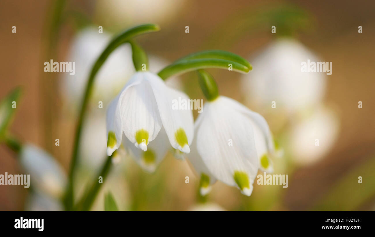 Maerzenbecher, Maerzbecher, Fruehlings-Knotenblume, Fruehlingsknotenblume, Schneerose, Maerzgloeckchen (Leucojum vernum), weisse Stock Photo