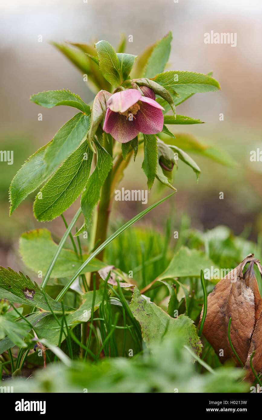 Orientalische Nieswurz, Lenzrose, Christrose (Helleborus orientalis), bluehend  | Lenten rose (Helleborus orientalis), blooming  Stock Photo