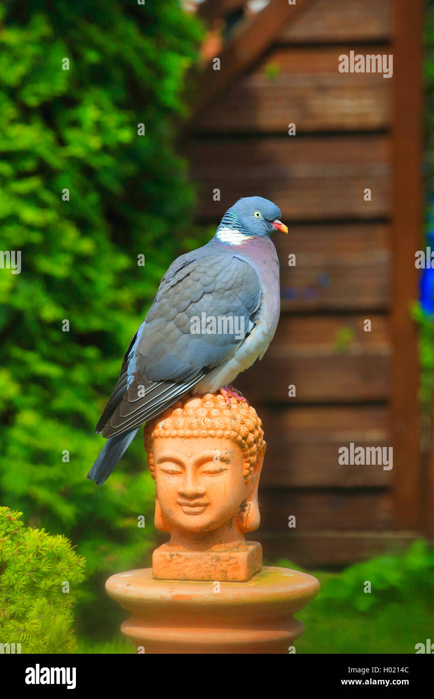 wood pigeon (Columba palumbus), sits on Buddha head (garden decoration), Germany Stock Photo