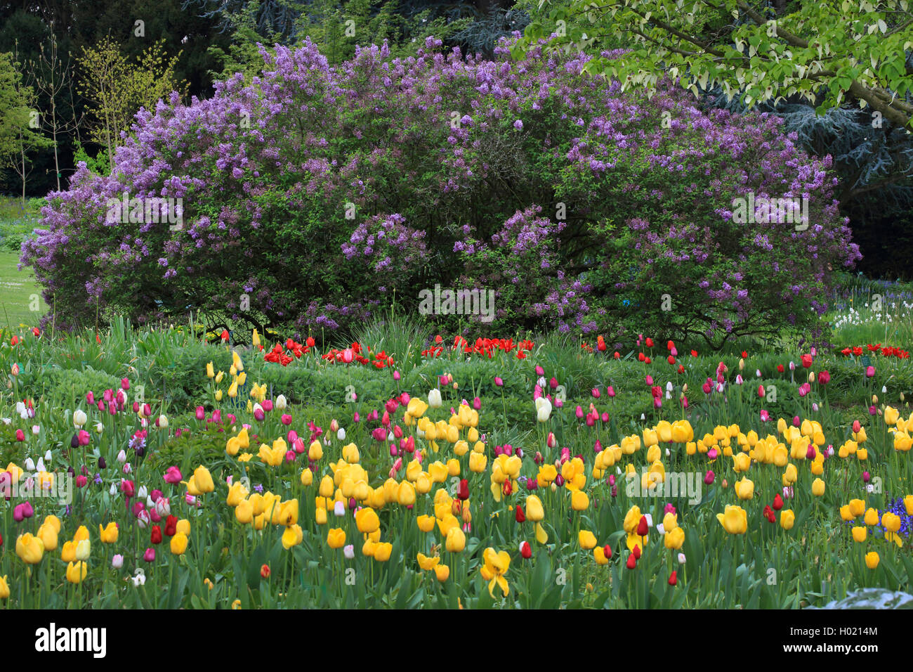 common lilac (Syringa vulgaris), lilac and tulips in garden, Germany Stock Photo