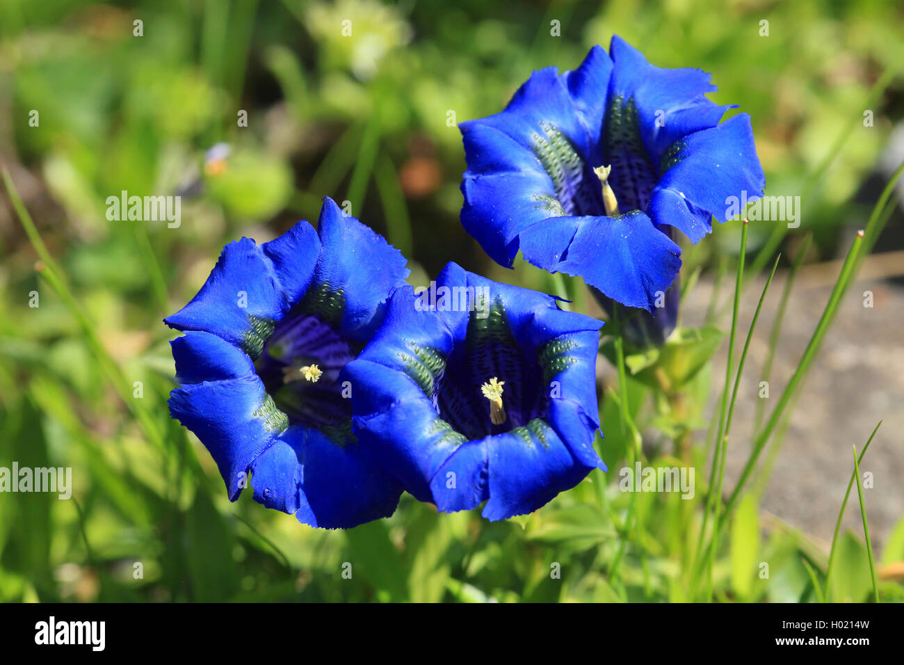 Clusius' gentian (Gentiana clusii), flowers, Germany Stock Photo