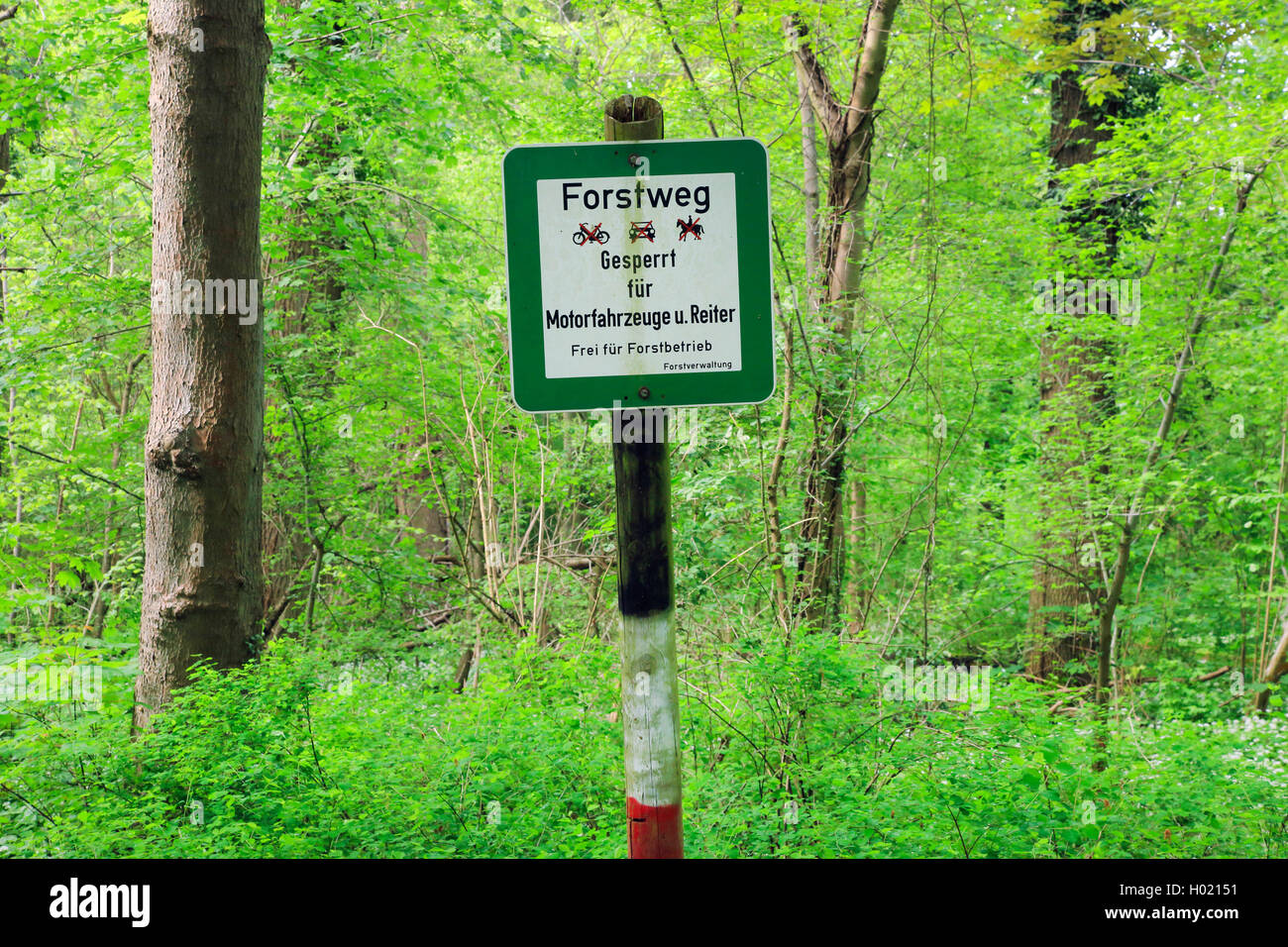 forest path sign in floodplain forest in spring, Germany, Baden-Wuerttemberg Stock Photo
