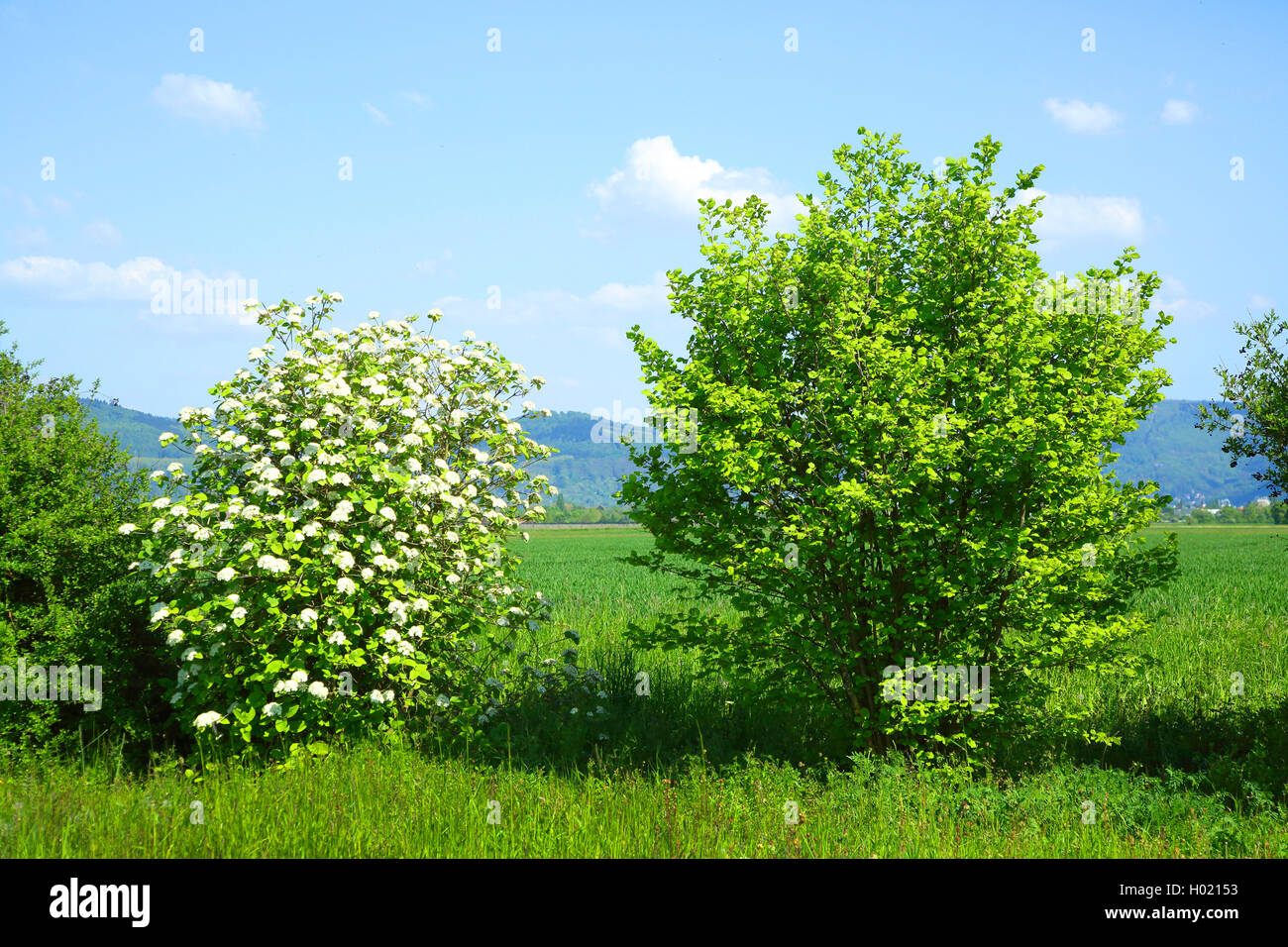 Wolliger Schneeball (Viburnum lantana), Hecke mit Haselstrauch und bluehendem Schneeball, Deutschland, Baden-Wuerttemberg | wayf Stock Photo