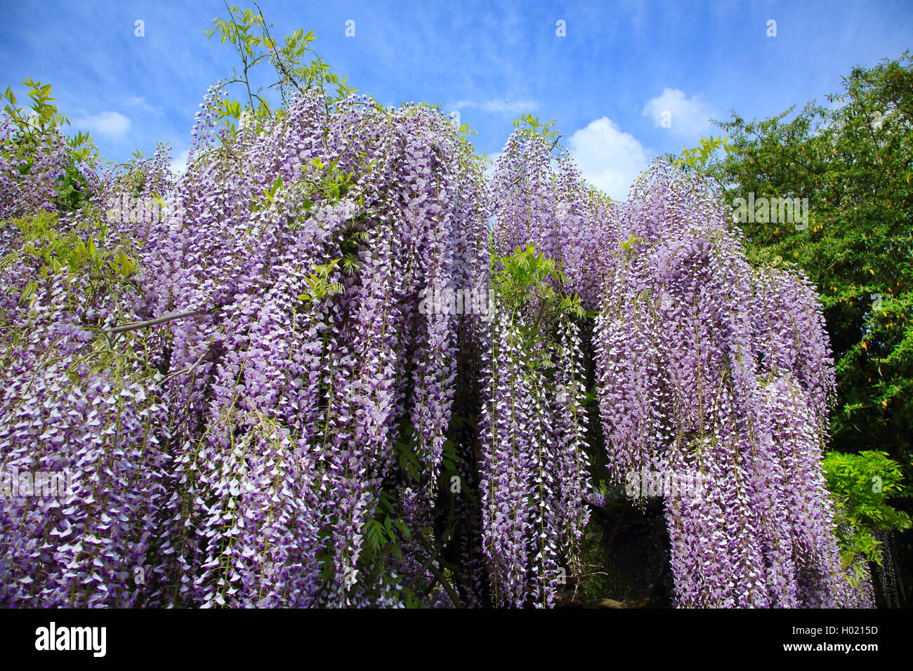 Japanese wisteria (Wisteria floribunda, Wisteria brachybotrys