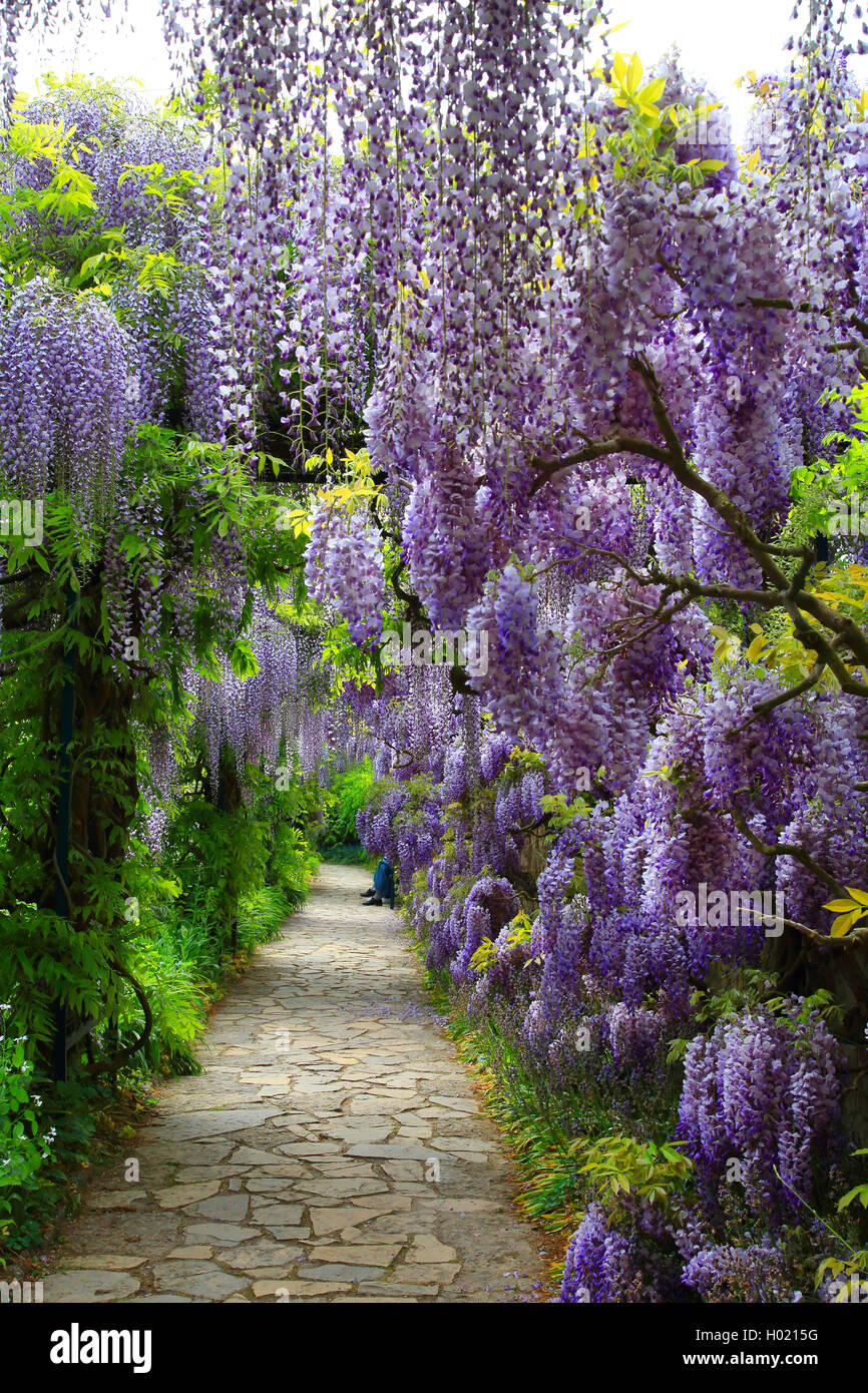 Japanese wisteria (Wisteria floribunda, Wisteria brachybotrys