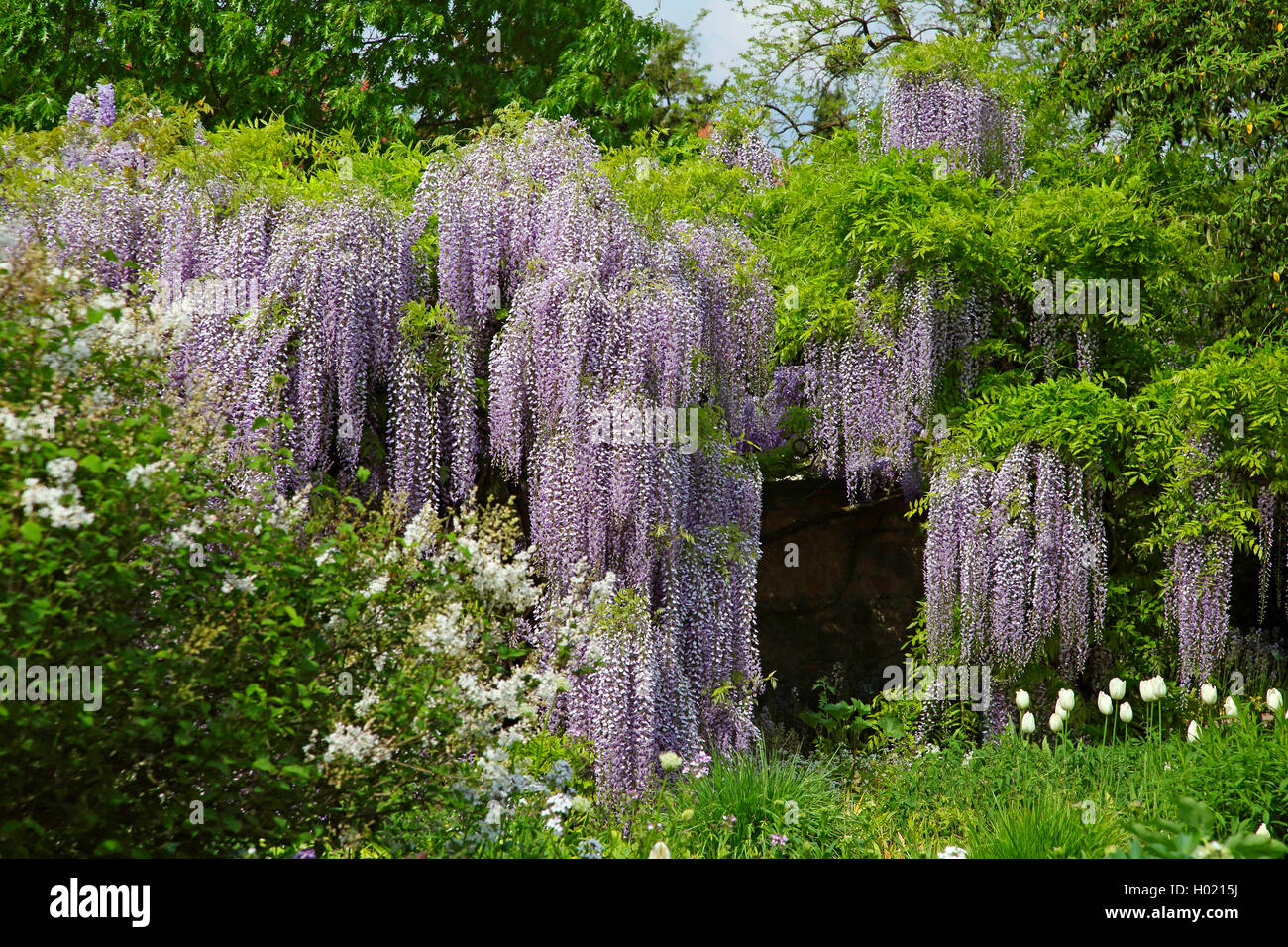 Japanese wisteria (Wisteria floribunda, Wisteria brachybotrys