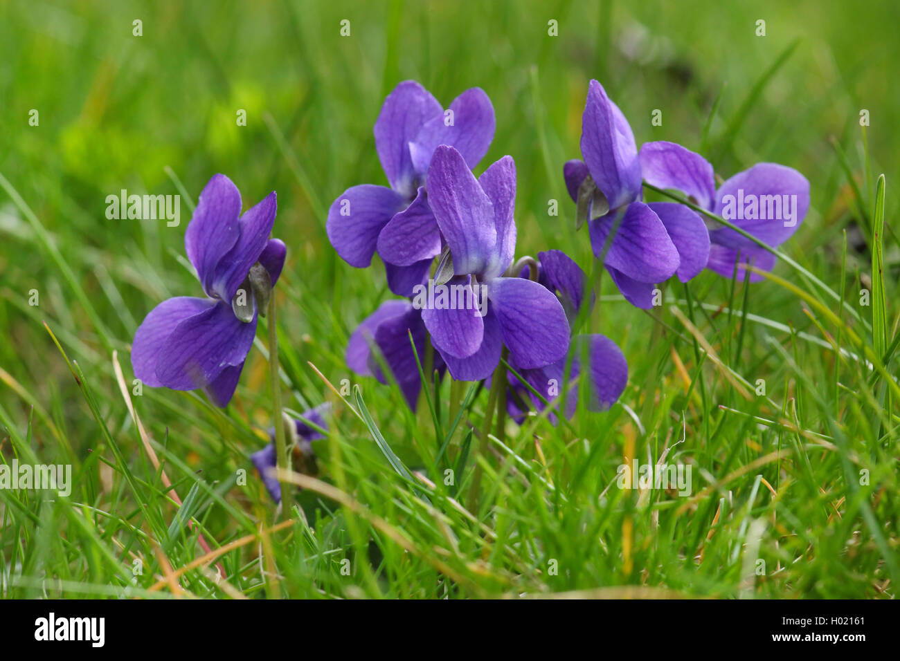 early dog-violet (Viola reichenbachiana), blooming in a meadow, Germany Stock Photo