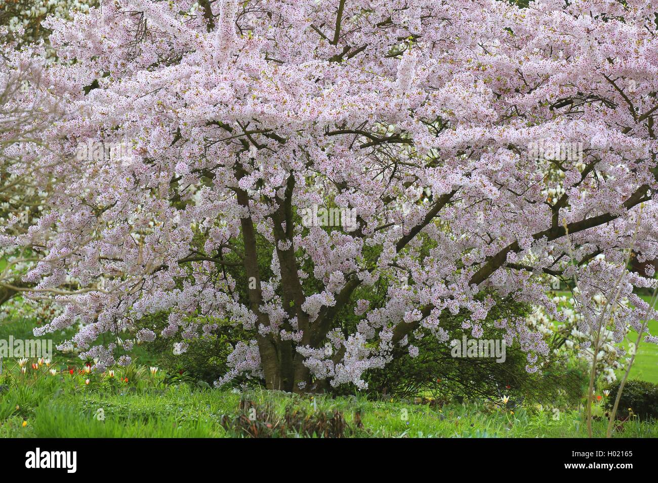 Yoshino cherry blossom hi-res stock photography and images - Alamy