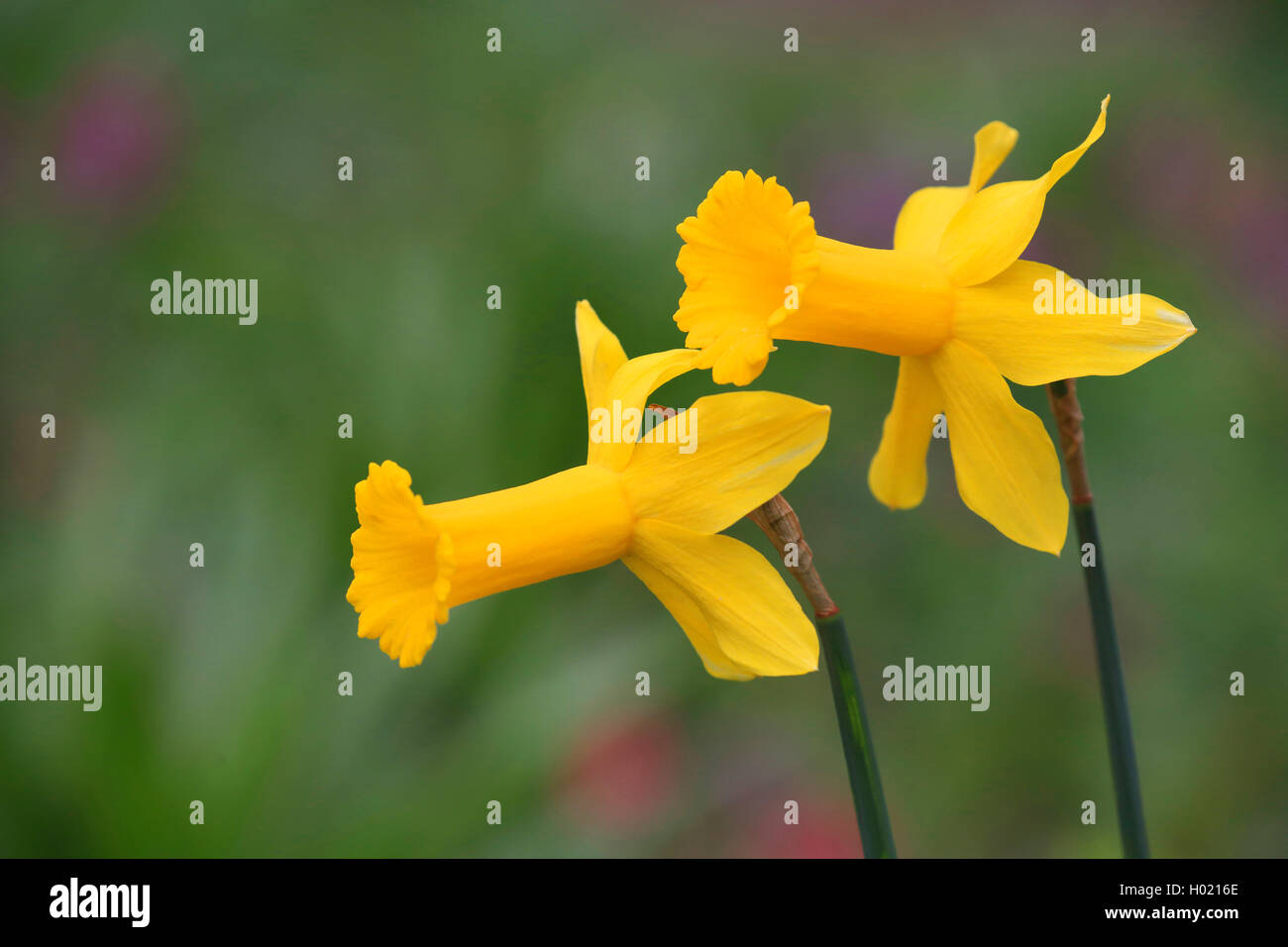 Narzisse, Osterglocke (Narcissus spec.), Blueten einer Alpenveilchen-Narzisse | daffodil (Narcissus spec.), flowers | BLWS426348 Stock Photo