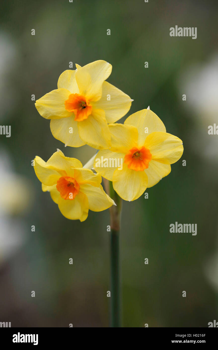 Narzisse, Osterglocke (Narcissus spec.), bluehend, Sorte Falconet | daffodil (Narcissus spec.), blooming, cultivar Falconet | BL Stock Photo