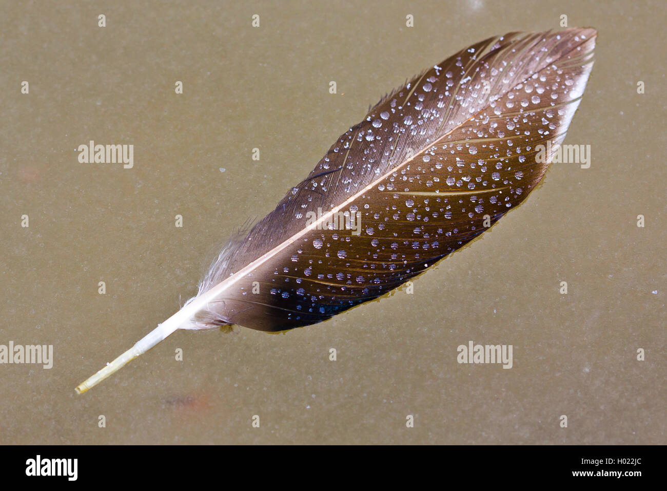 screamers and waterfowl (ducks/geese/swans) (Anseriformes), duck feather with waterdrops swimming on the water, Germany Stock Photo