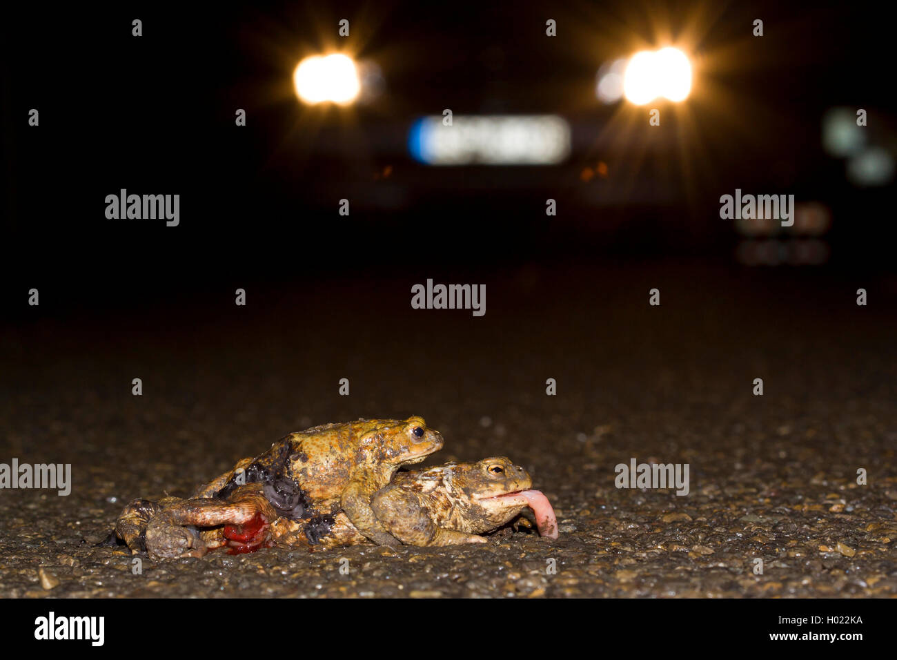 Erdkroete, Erd-Kroete (Bufo bufo), ueberfahrenes Paar auf einer Strasse, Deutschland | European common toad (Bufo bufo), roadkil Stock Photo