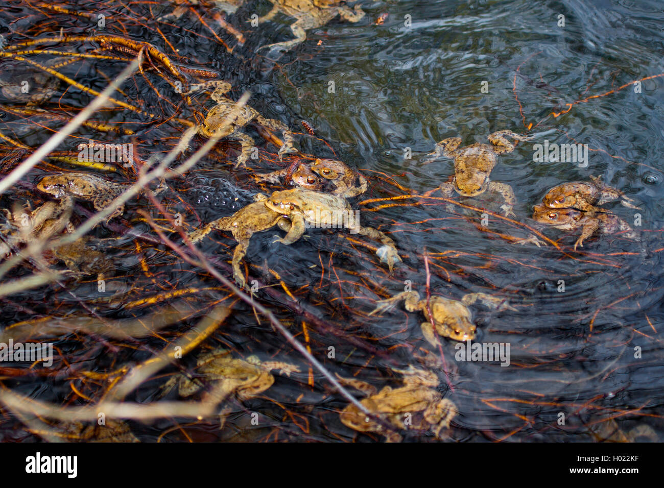 European common toad (Bufo bufo), in spawning pond, Germany Stock Photo