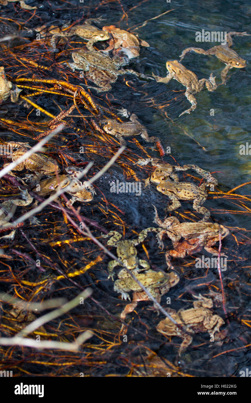 European common toad (Bufo bufo), in spawning pond, Germany Stock Photo