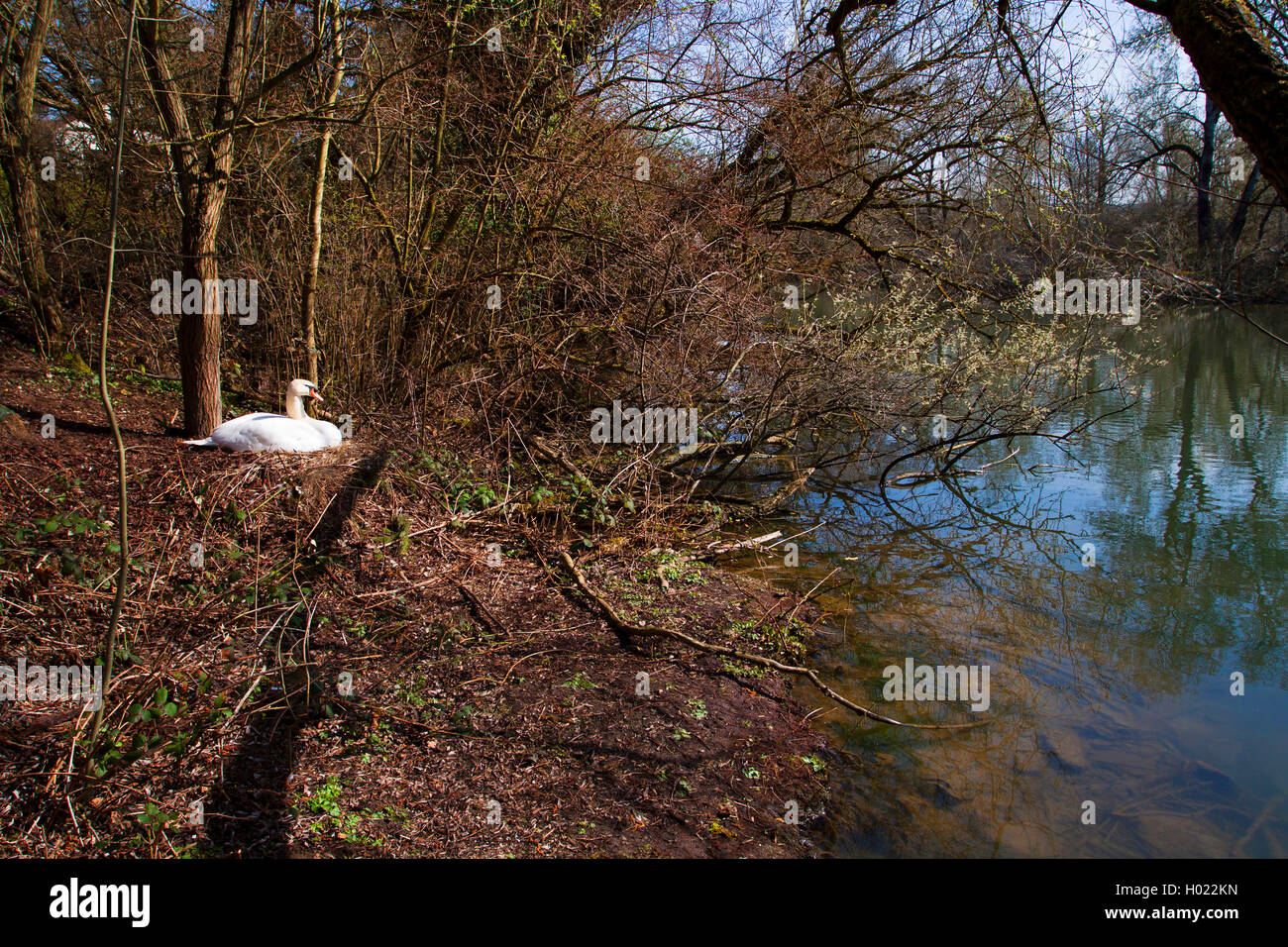 mute swan (Cygnus olor), breeding on the nest at the riverbank of the Neckar, Germany, Baden-Wuerttemberg Stock Photo