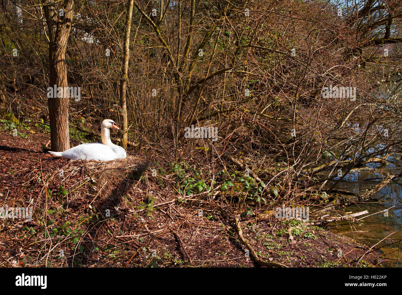 mute swan (Cygnus olor), breeding on the nest at the riverbank of the Neckar, Germany, Baden-Wuerttemberg Stock Photo