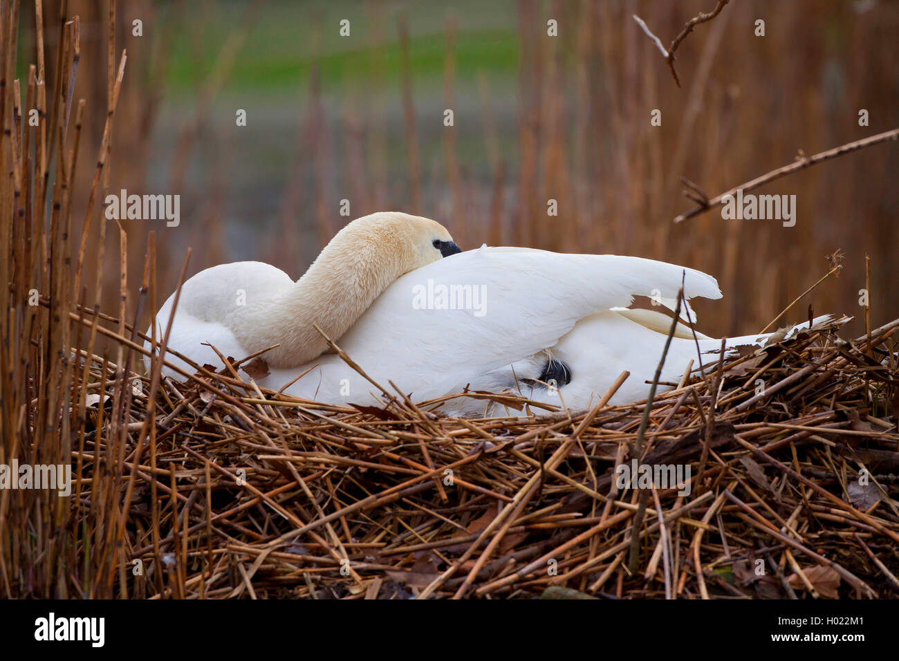 mute swan (Cygnus olor), breeding on the nest, side view, Germany