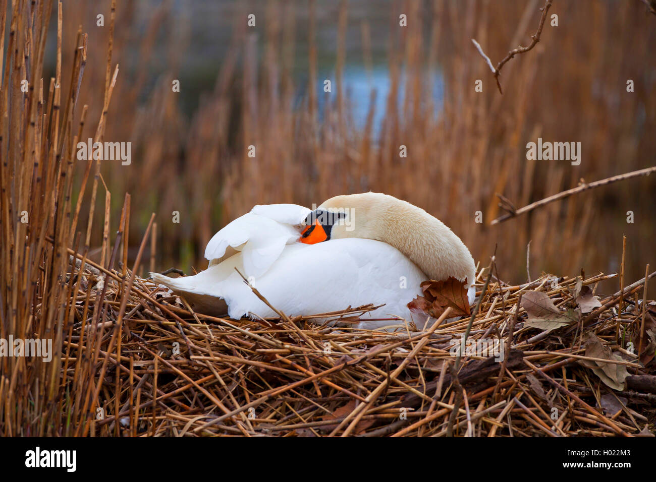 mute swan (Cygnus olor), breeding on the nest, side view, Germany
