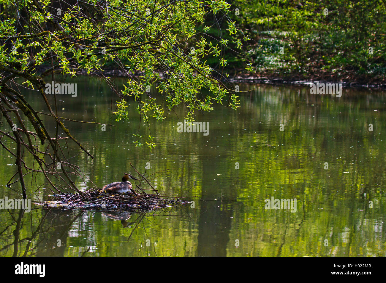great crested grebe (Podiceps cristatus), breeding in its nest in spring, Germany, Baden-Wuerttemberg Stock Photo