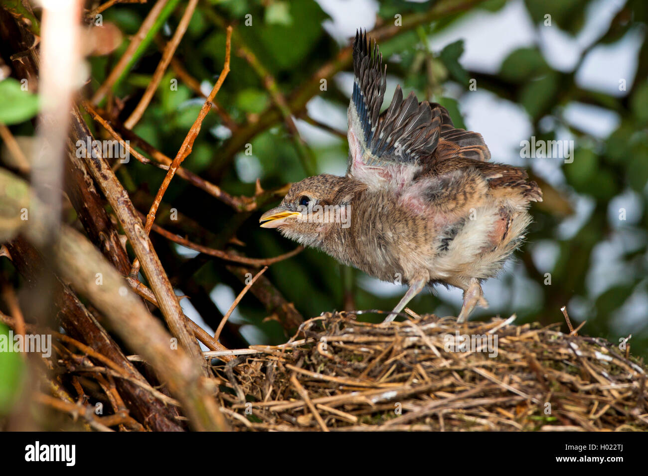red-backed shrike (Lanius collurio), nestling in the nest flapping wings, side view, Germany Stock Photo