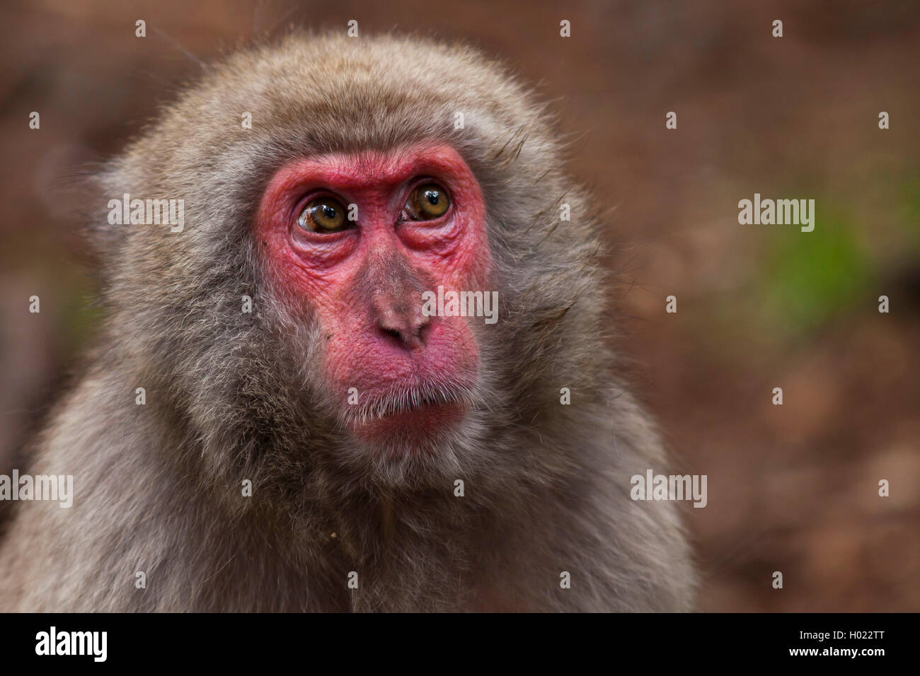 Japanese macaque, snow monkey (Macaca fuscata), portrait Stock Photo