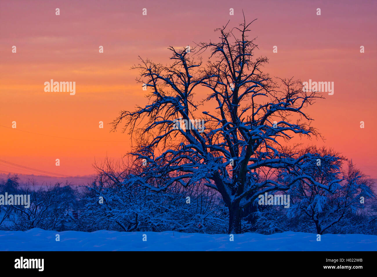 Winterlandschaft im Abendrot, Deutschland, Baden-Wuerttemberg | Stock Photo: 120518759 - Alamy