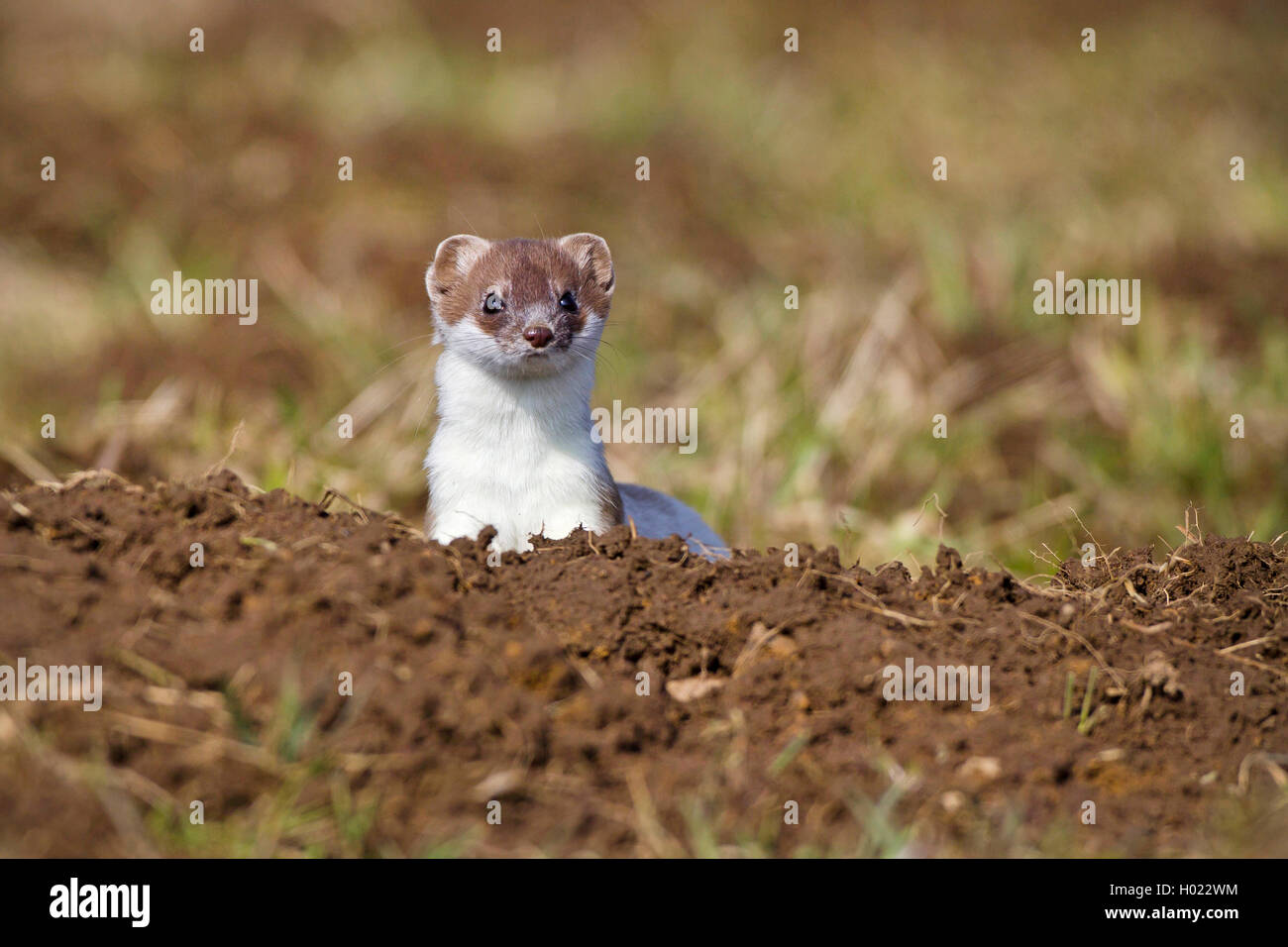 Ermine, Stoat, Short-tailed weasel (Mustela erminea), on an acre, in ...