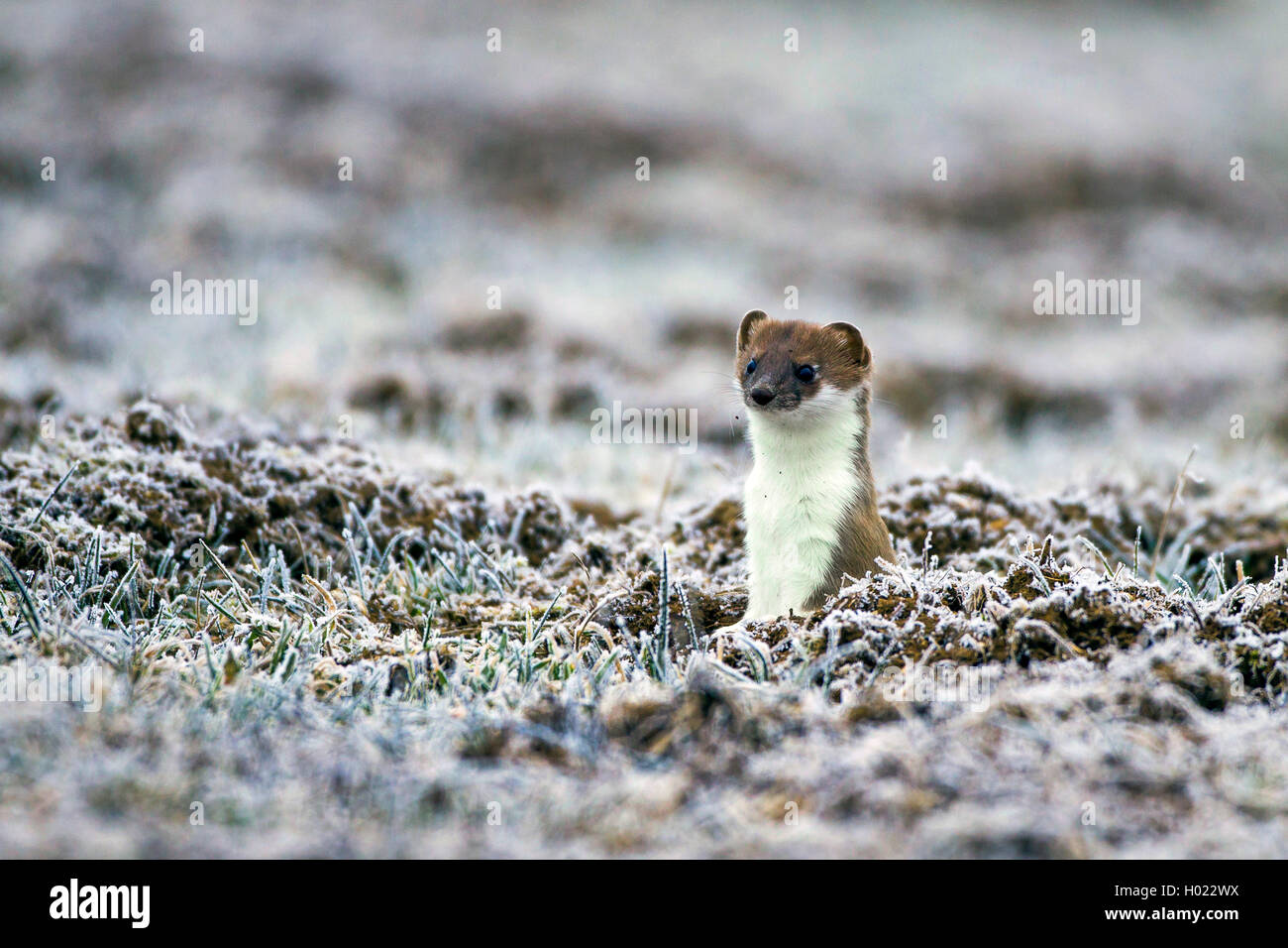 Ermine, Stoat, Short-tailed weasel (Mustela erminea), looking out a den ...