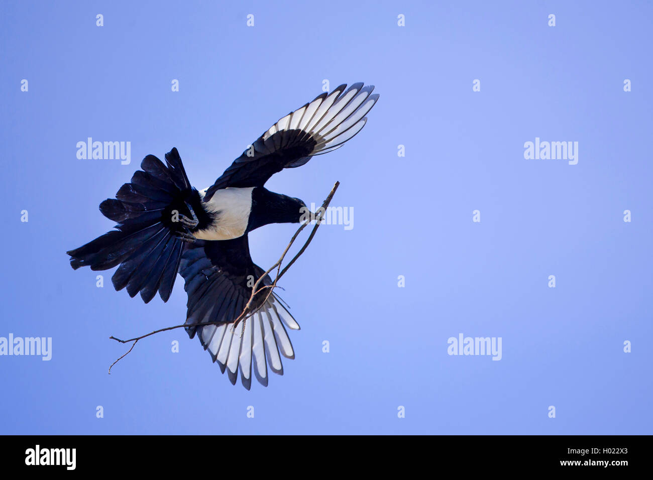 Elster (Pica pica), fliegend mit Nistmaterial im Schnabel, Deutschland | black-billed magpie (Pica pica), flying with nesting ma Stock Photo