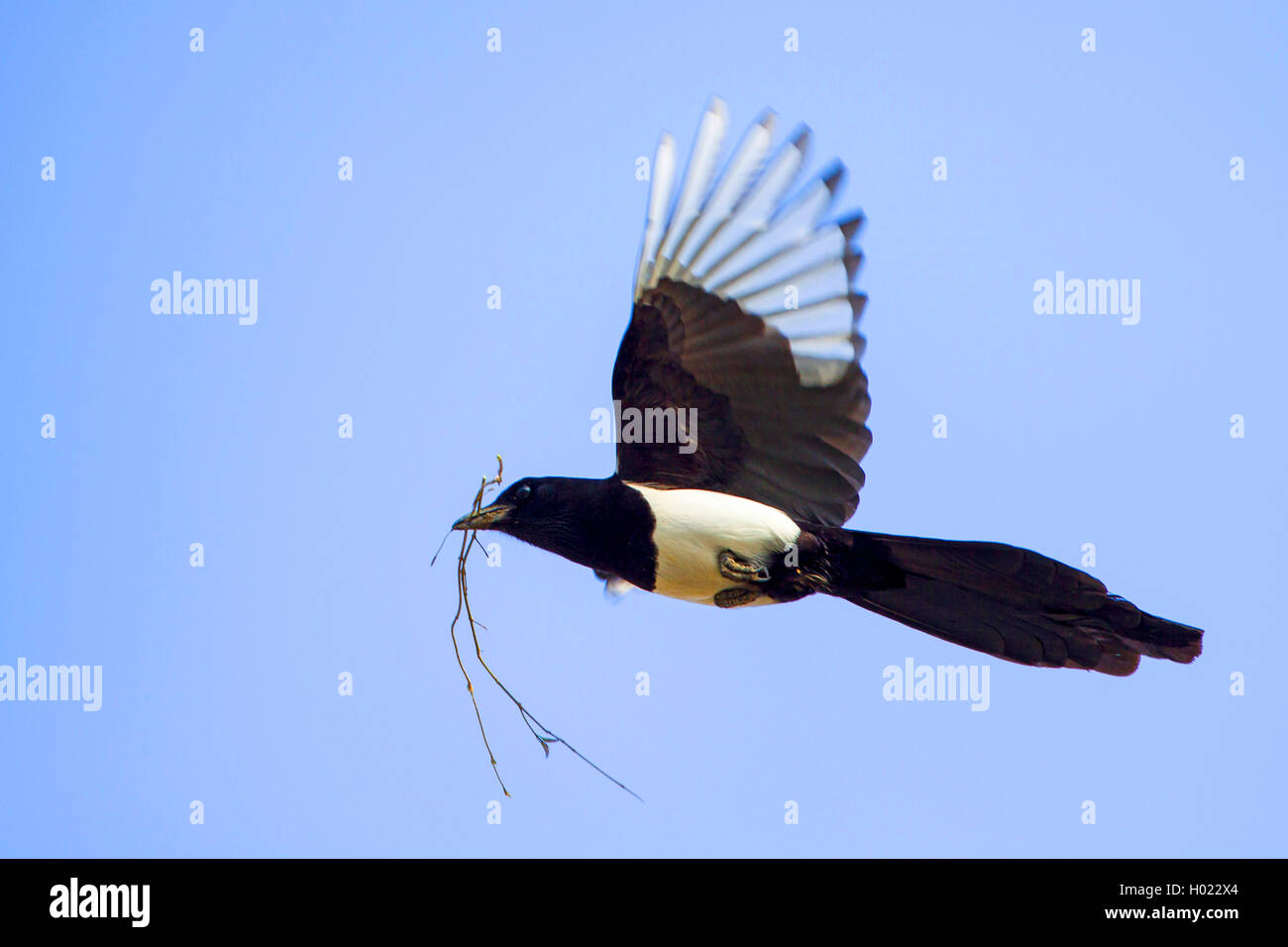 Elster (Pica pica), fliegend mit Nistmaterial im Schnabel, Deutschland | black-billed magpie (Pica pica), flying with nesting ma Stock Photo