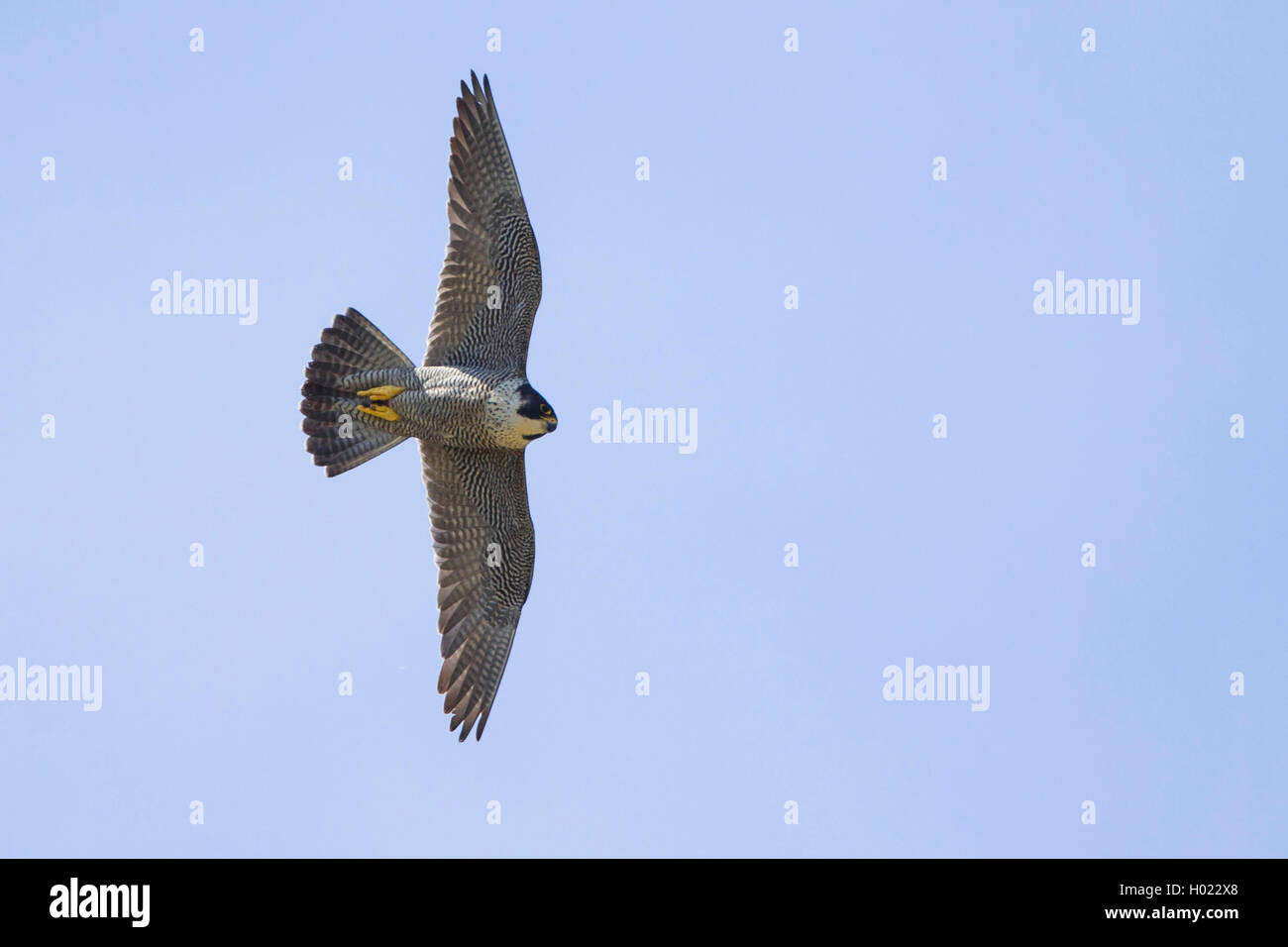 Wanderfalke, Wander-Falke (Falco peregrinus), am Himmel | peregrine falcon (Falco peregrinus), in the sky | BLWS428908.jpg [ (c) Stock Photo