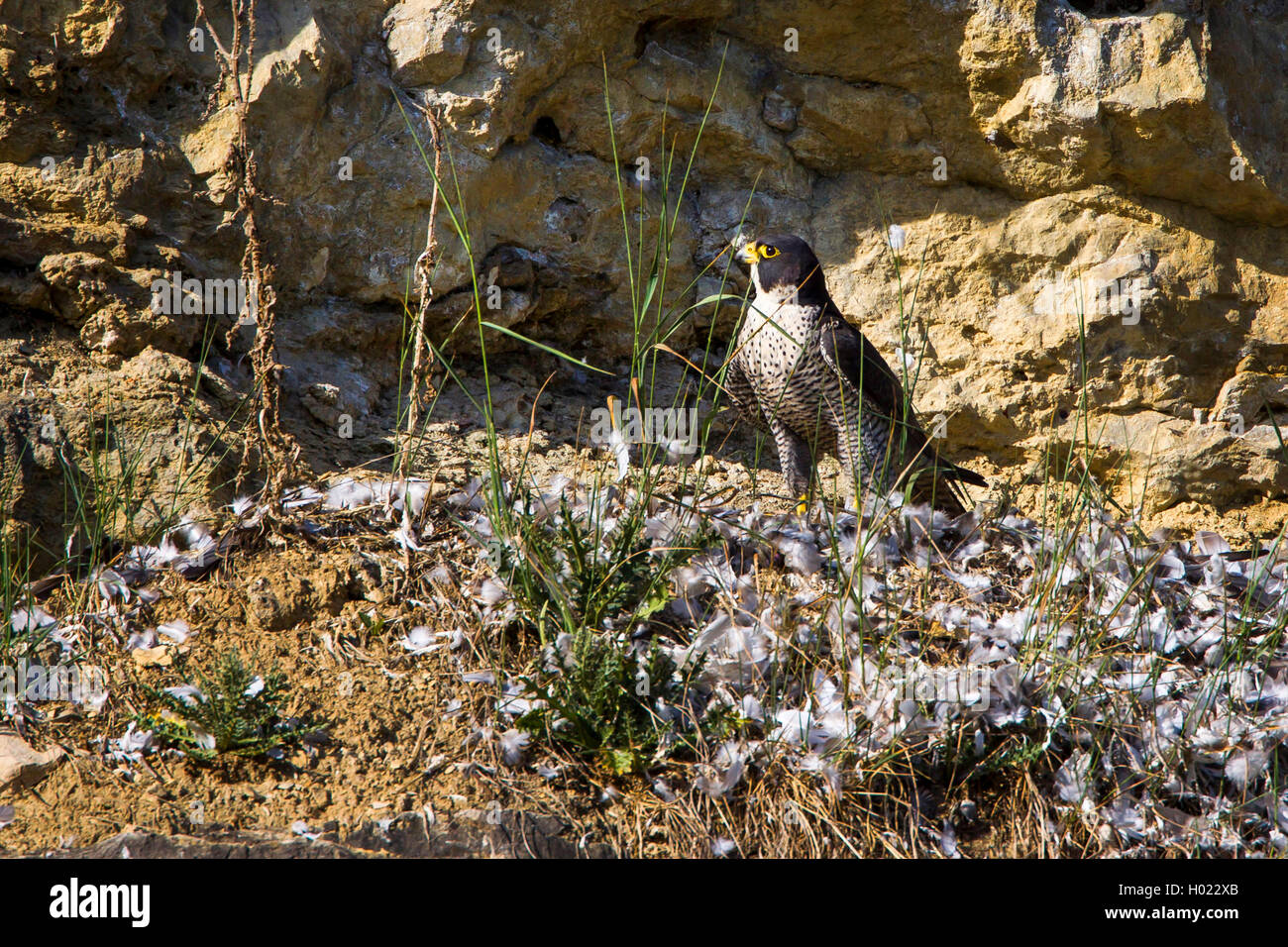 peregrine falcon (Falco peregrinus), at plucking place, Germany Stock Photo