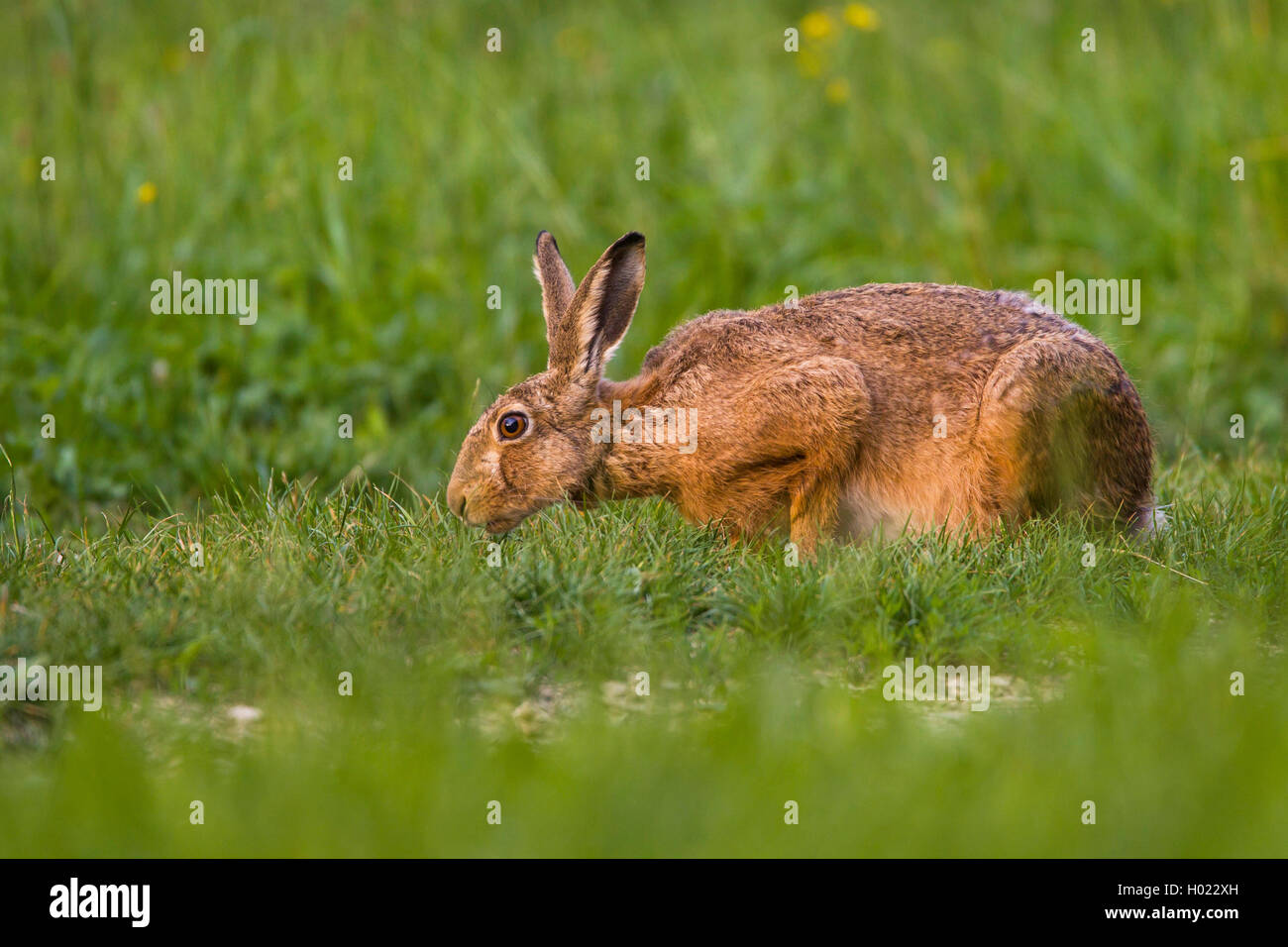 Europaeischer Hase, Europaeischer Feldhase (Lepus europaeus), auf Nahrungssuche auf einer Wiese, Deutschland | European hare, Br Stock Photo