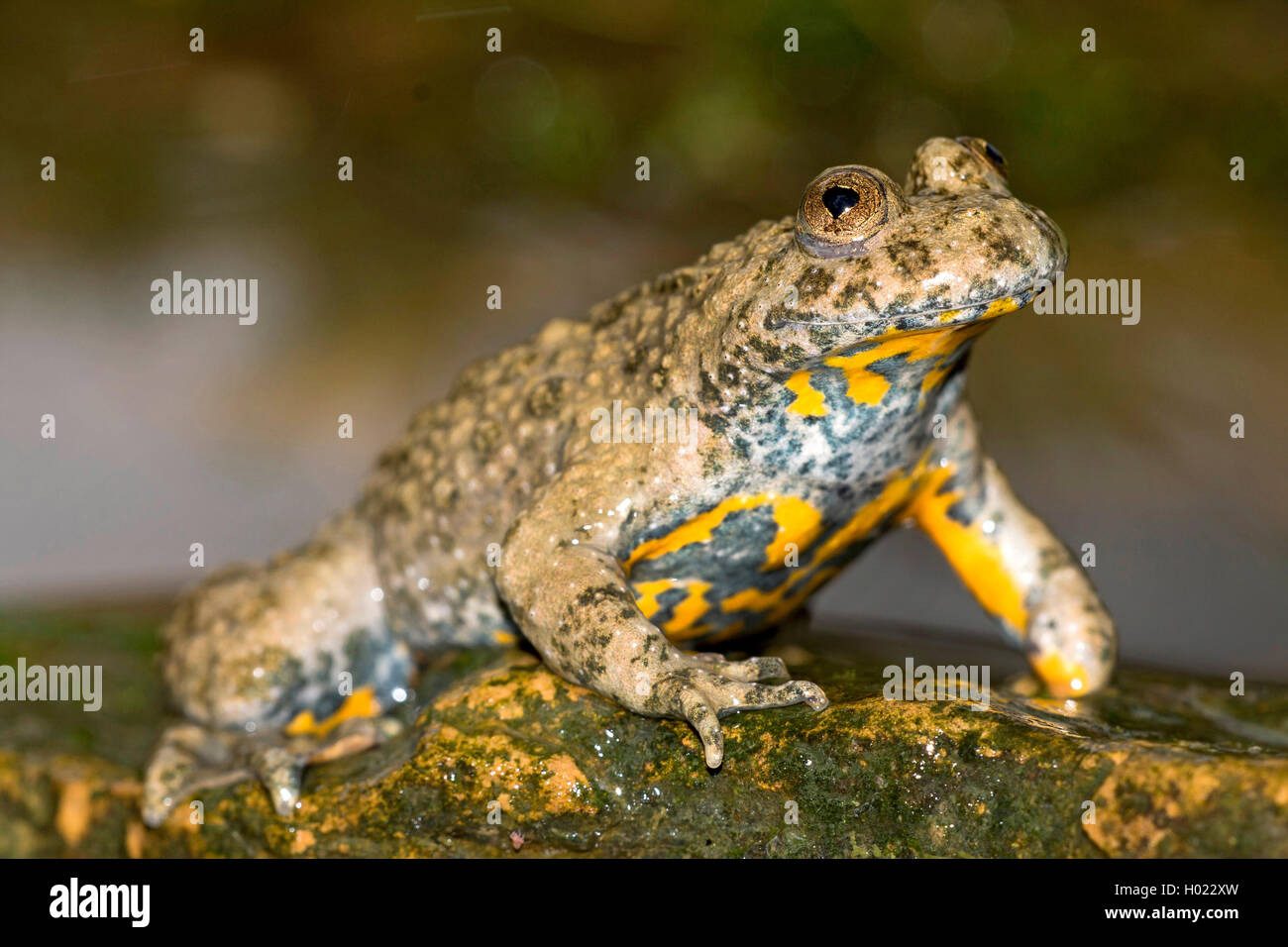 yellow-bellied toad, yellowbelly toad, variegated fire-toad (Bombina variegata), on a stone on the shore, Germany Stock Photo