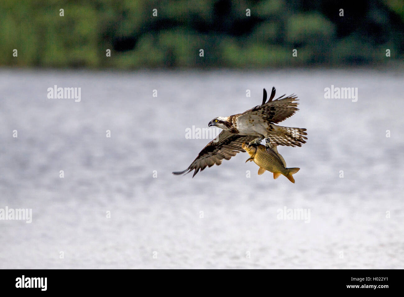 Fishing with fish in its claws hires stock photography and images Alamy