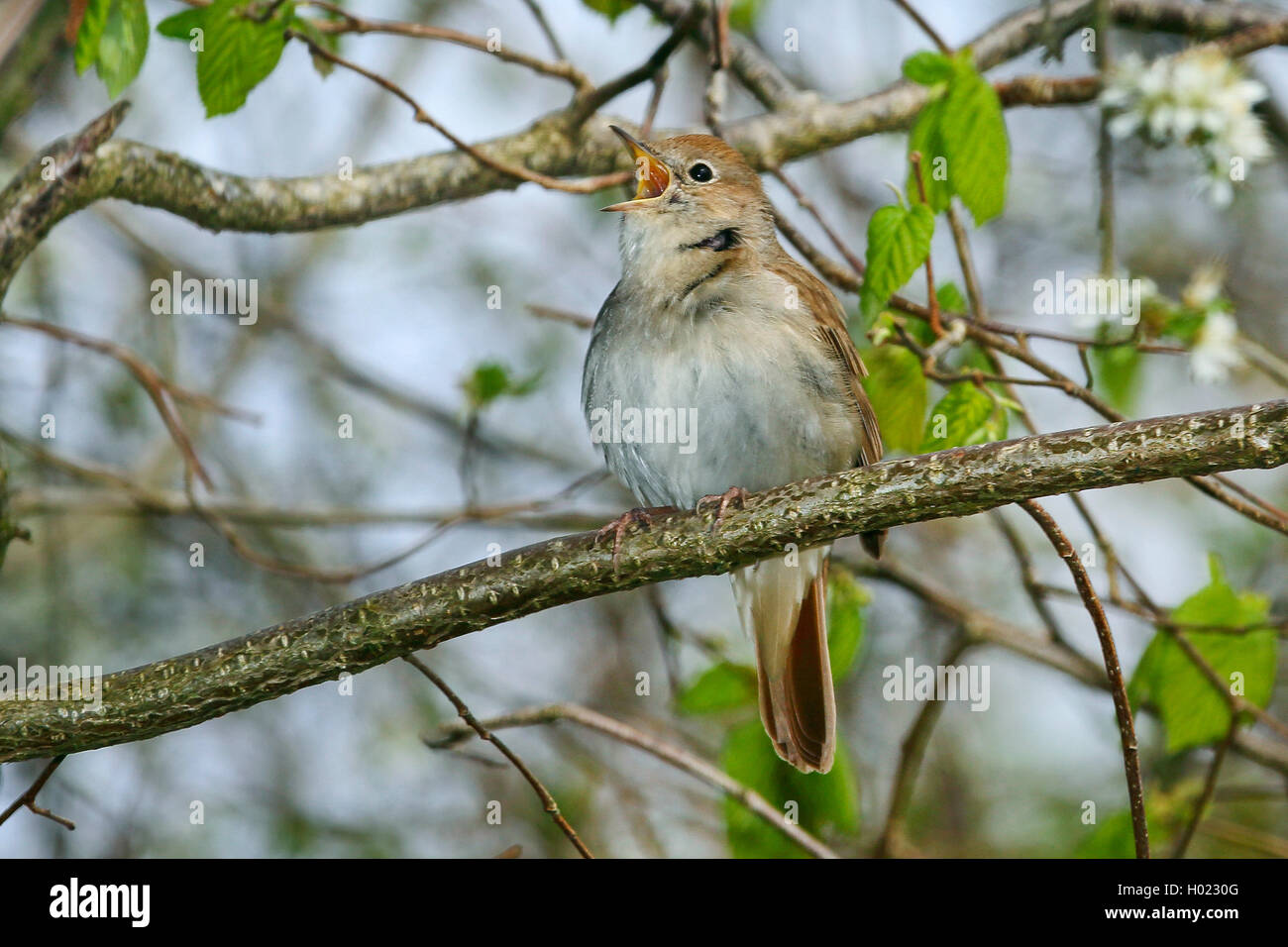 nightingale (Luscinia megarhynchos), singing nightingale, Germany Stock