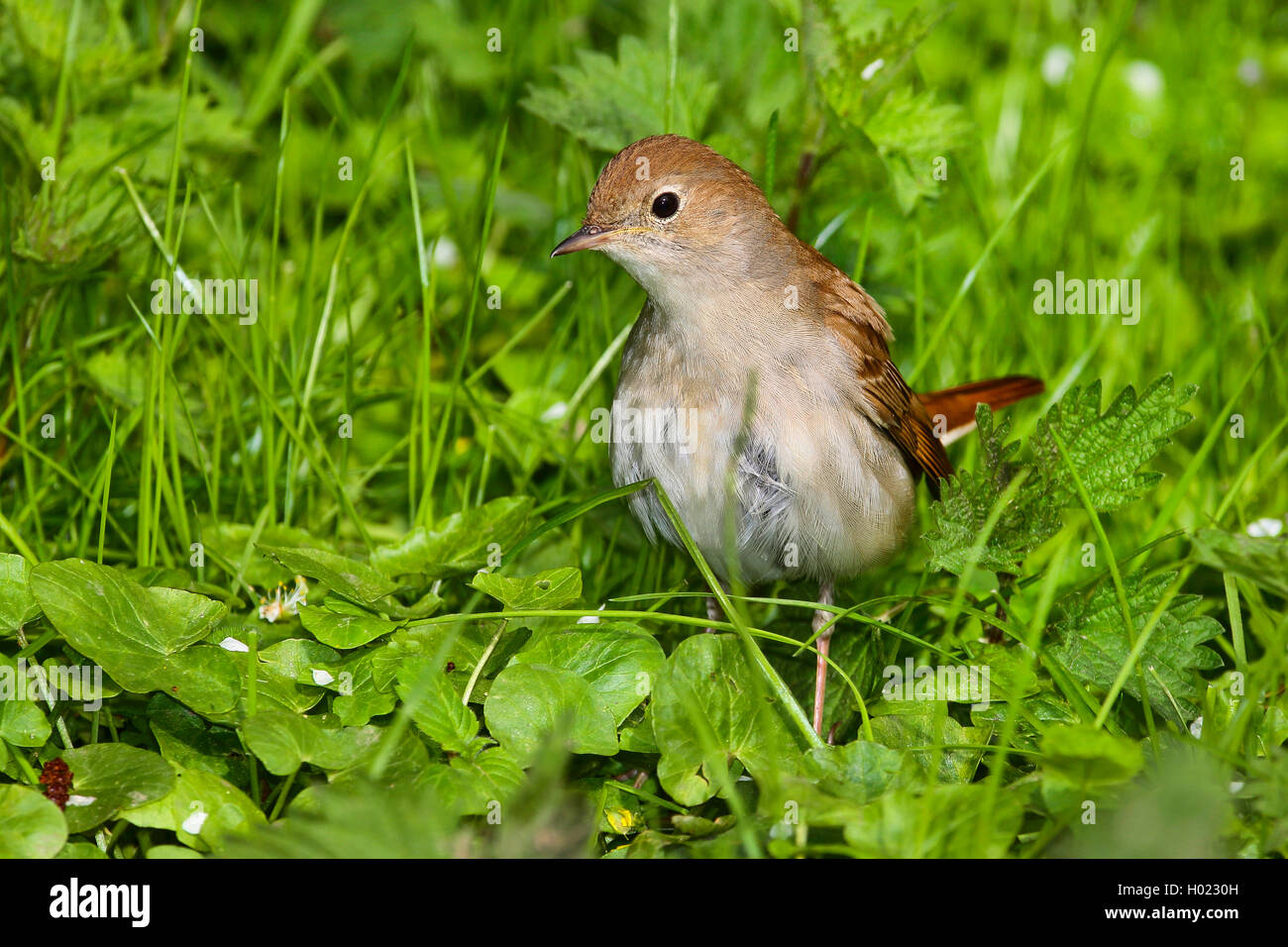 nightingale (Luscinia megarhynchos), on feed on the ground, Germany Stock Photo