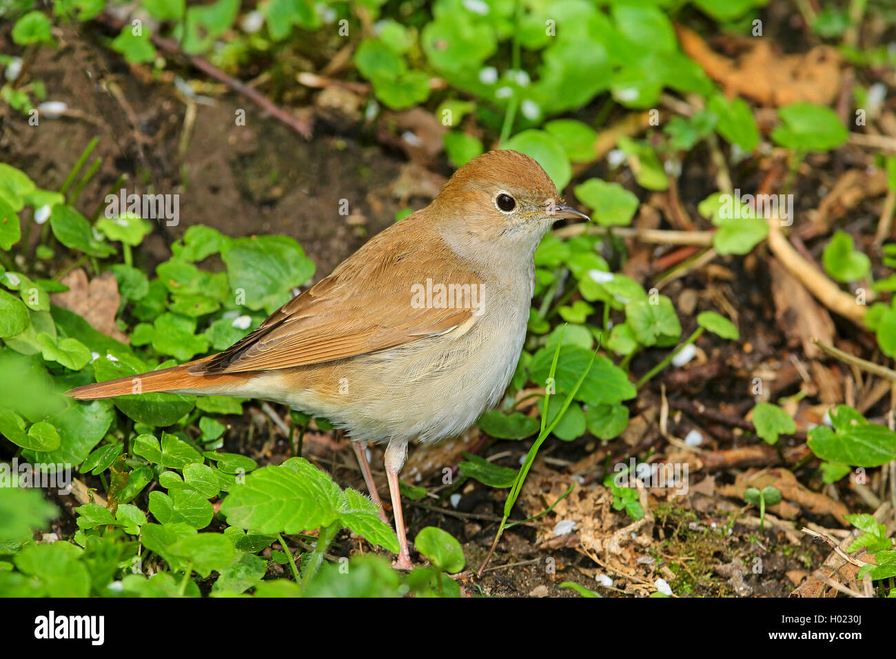 nightingale (Luscinia megarhynchos), on feed on the ground, Germany Stock Photo